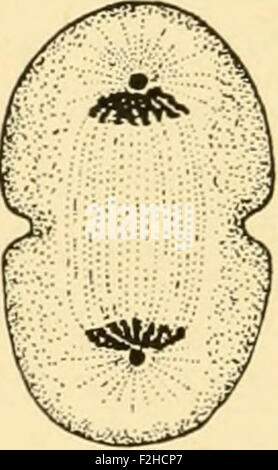 Embryologie von Insekten und Tausendfüßler; die Entwicklungsgeschichte der Insekten, Tausendfüßler und Millepedes von Ei Desposition [!] t Stockfoto