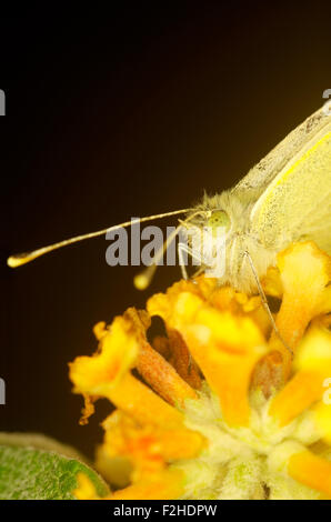 Kleine weiße (Pieris Rapae) Schmetterling auf Sommerflieder Blume. Stockfoto