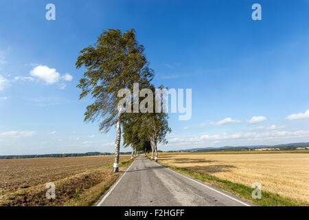 Landstraße in der Landschaft Südböhmens, alte Silberbirken Betula pendula Tschechische Republik, Europastraße führt zwischen Feldern Stockfoto