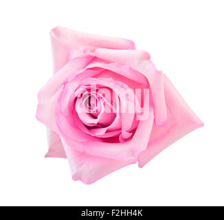 perfekt rosa Rose, isoliert auf weiss Stockfoto