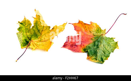 Buntes Herbstlaub, isoliert auf weiss Stockfoto