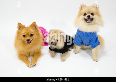 Pommerschen Familie im Studio Stockfoto