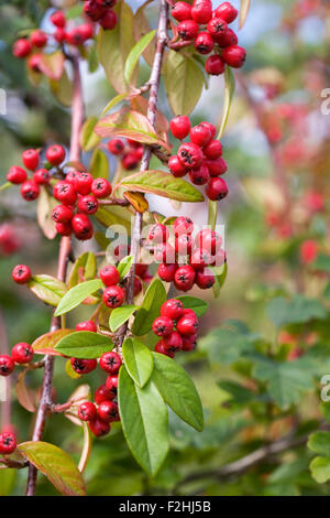Zwergmispel Hybridus Pendulus Beeren im Herbst. Stockfoto