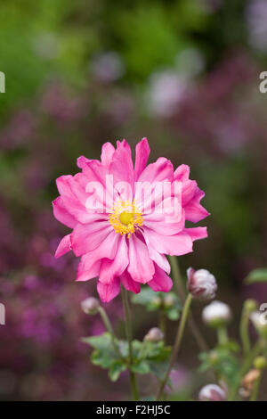 Anemone hupehensis var. japonica 'Pamina' Blume. Stockfoto