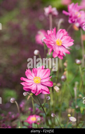 Anemone hupehensis var. japonica 'Pamina' Blumen. Stockfoto