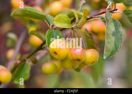 Malus 'Butterball'. Crab Apple Früchte im Herbst. Stockfoto