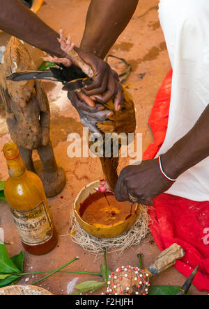 Benin, Westafrika, Bonhicon, die Schlachtung eines Huhns in einem Ritual Opfern während einer Voodoo-Zeremonie, die von Kagbanon Bebe Priester geführte Stockfoto