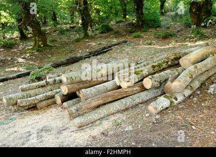 Frisch geschlagenes Holz gestapelt in der (Fagus Sylvatica) Buchenwald oberhalb Valbone.  Valbone, Valbona, Albanien. Stockfoto