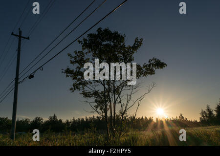 Baum, Silhouette in den Sonnenaufgang neben einer Straße in ländlichen Nova Scotia, Kanada. Stockfoto