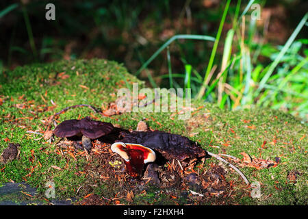 Foto von einem Lingzhi Pilz oder Reishi Pilz - Ganoderma lucidum Stockfoto