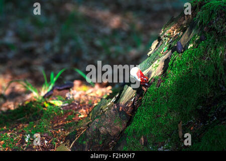 Foto von einem Lingzhi Pilz oder Reishi Pilz - Ganoderma lucidum Stockfoto