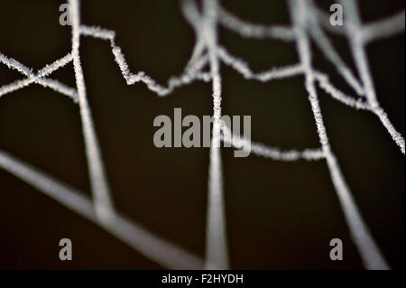 Spinnennetz bei Sonnenaufgang mit Frost Web hautnah Stockfoto