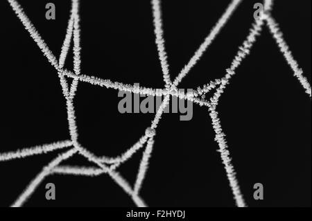 Spinnennetz bei Sonnenaufgang mit Frost Web hautnah Stockfoto