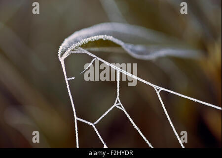 Spinnennetz bei Sonnenaufgang mit Frost Web hautnah an einem Blatt befestigt Stockfoto