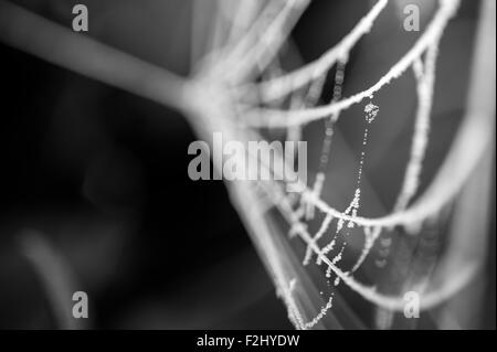 Spinnennetz bei Sonnenaufgang mit Frost Web hautnah an einem Blatt befestigt Stockfoto