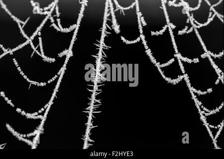 Spinnennetz bei Sonnenaufgang mit Frost Web hautnah Stockfoto