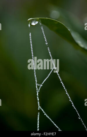 Spinnennetz bei Sonnenaufgang mit Frost Web hautnah an einem Blatt befestigt Stockfoto