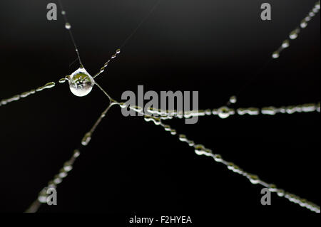 Spinnennetz mit gefrorenen Wassertropfen Stockfoto