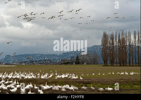 Schneegänse Migration im Skagit Valley fliegen über Ackerland Stockfoto