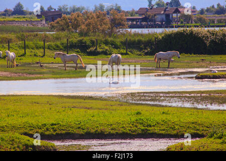 Herde von wilden Camargue-Pferde, Soca-Mündung - Italien Stockfoto