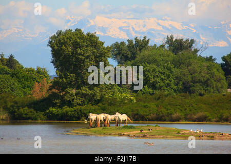 Herde von wilden Camargue-Pferde, Soca-Mündung - Italien Stockfoto