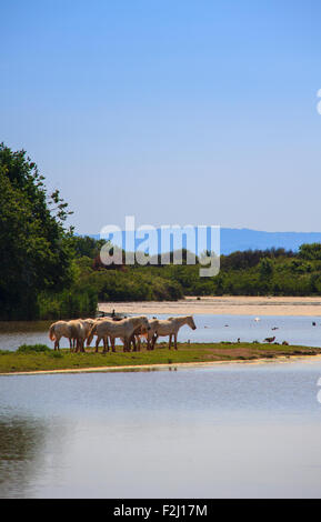 Herde von wilden Camargue-Pferde, Soca-Mündung - Italien Stockfoto