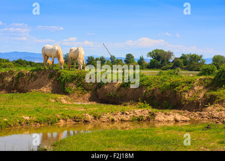 Herde von wilden Camargue-Pferde, Soca-Mündung - Italien Stockfoto