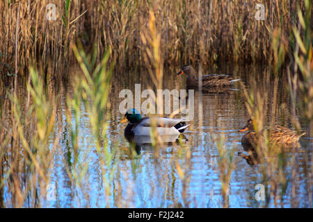 Ansicht von Stockenten in der Lagune von Marano, Naturschutzgebiet Valle Canal Novo Stockfoto