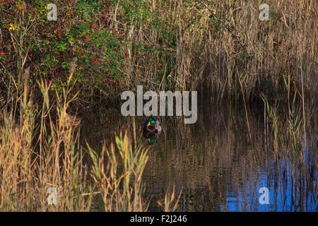 Ansicht von Stockenten in der Lagune von Marano, Naturschutzgebiet Valle Canal Novo Stockfoto