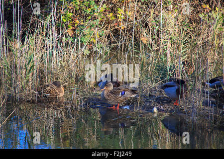 Ansicht von Stockenten in der Lagune von Marano, Naturschutzgebiet Valle Canal Novo Stockfoto