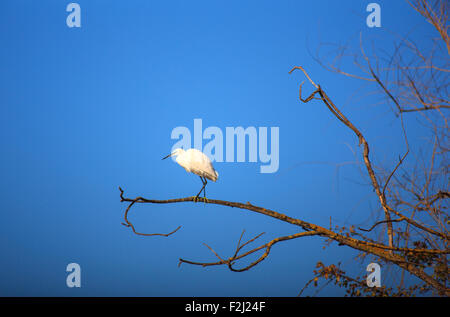 Der Seidenreiher (Egretta Garzetta), kleine weiße Reiher auf Baum Stockfoto