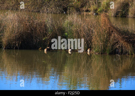 Ansicht von Stockenten in der Lagune von Marano, Naturschutzgebiet Valle Canal Novo Stockfoto