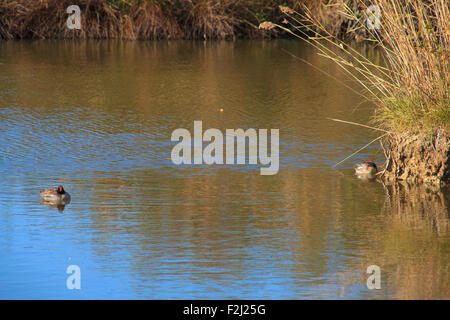 Ansicht von Stockenten in der Lagune von Marano, Naturschutzgebiet Valle Canal Novo Stockfoto