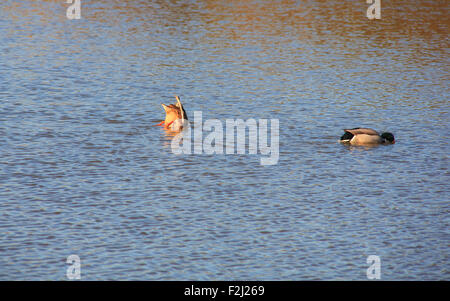 Ansicht von Stockenten in der Lagune von Marano, Naturschutzgebiet Valle Canal Novo Stockfoto