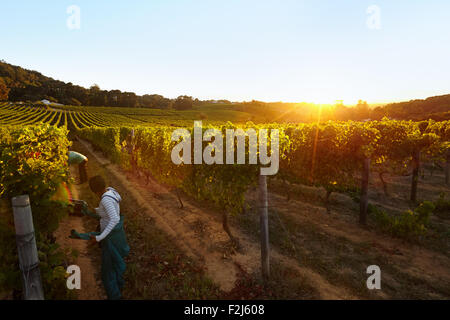 Reihe von Reben mit Arbeitnehmer, die in Trauben Bauernhof. Menschen, die Ernte der Trauben im Weinberg. Stockfoto