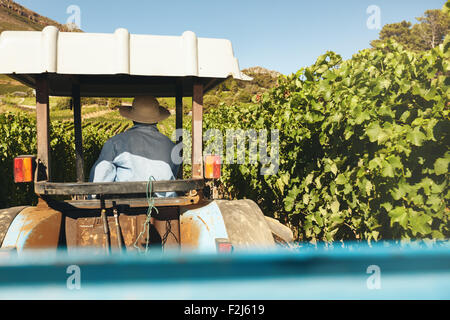 Rückansicht der Bauer seinen Traktor zu fahren, zwischen den Reihen Spalier im Weinberg während der Erntezeit. Stockfoto