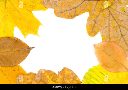 Herbstlaub Grenze isoliert auf weißem Hintergrund Stockfoto