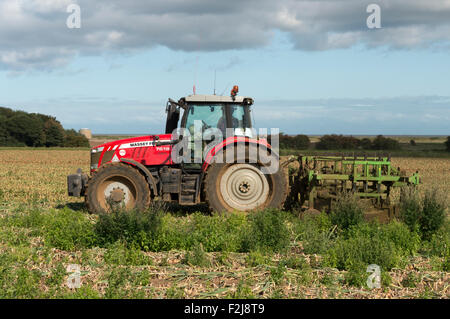 Zwiebel Ernte Bawdsey Suffolk UK Stockfoto