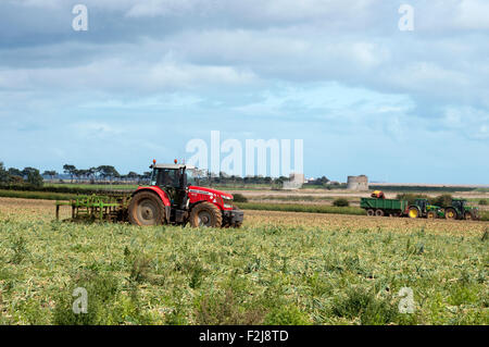 Zwiebel Ernte Bawdsey Suffolk UK Stockfoto