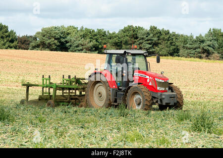 Zwiebel Ernte Bawdsey Suffolk UK Stockfoto