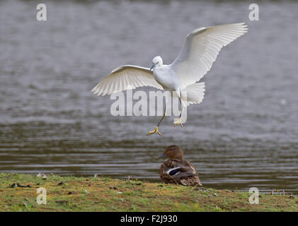 Seidenreiher, die kommen, um zu landen Stockfoto