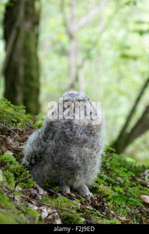 Nach unten bedeckt Waldkauz (Strix Aluco) Küken sitzen auf Waldboden, Cumbria, England. Stockfoto