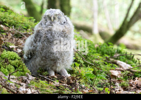 Nach unten bedeckt Waldkauz (Strix Aluco) Küken sitzen auf Waldboden, Cumbria, England. Stockfoto