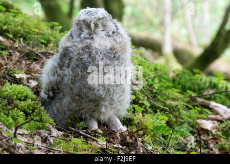 Nach unten bedeckt Waldkauz (Strix Aluco) Küken sitzen auf Waldboden, Cumbria, England. Stockfoto