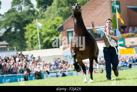 Beurteilung der Senior Welsh Cob Hengste auf der Royal Welsh Show 2015. Stockfoto