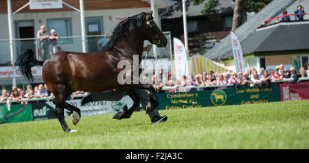 Beurteilung der Senior Welsh Cob Hengste auf der Royal Welsh Show 2015. Stockfoto