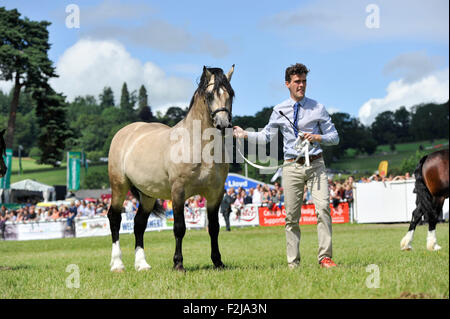 Beurteilung der Senior Welsh Cob Hengste auf der Royal Welsh Show 2015. Stockfoto