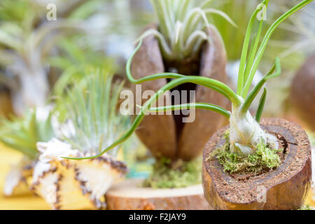 Schöne Komposition von Tillandsia, immergrüne, ausdauernde Blütenpflanzen in der Familie Bromeliaceae, ursprünglich aus der fores Stockfoto