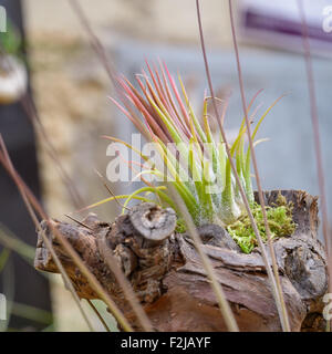 Schöne Komposition von Tillandsia, immergrüne, ausdauernde Blütenpflanzen in der Familie Bromeliaceae, ursprünglich aus der fores Stockfoto