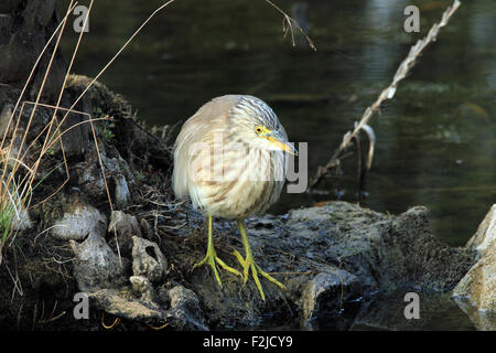Indischen Teich Heron (Ardeola Grayii, auch bekannt als Paddybird). Ranthambhore, Rajasthan, Indien Stockfoto